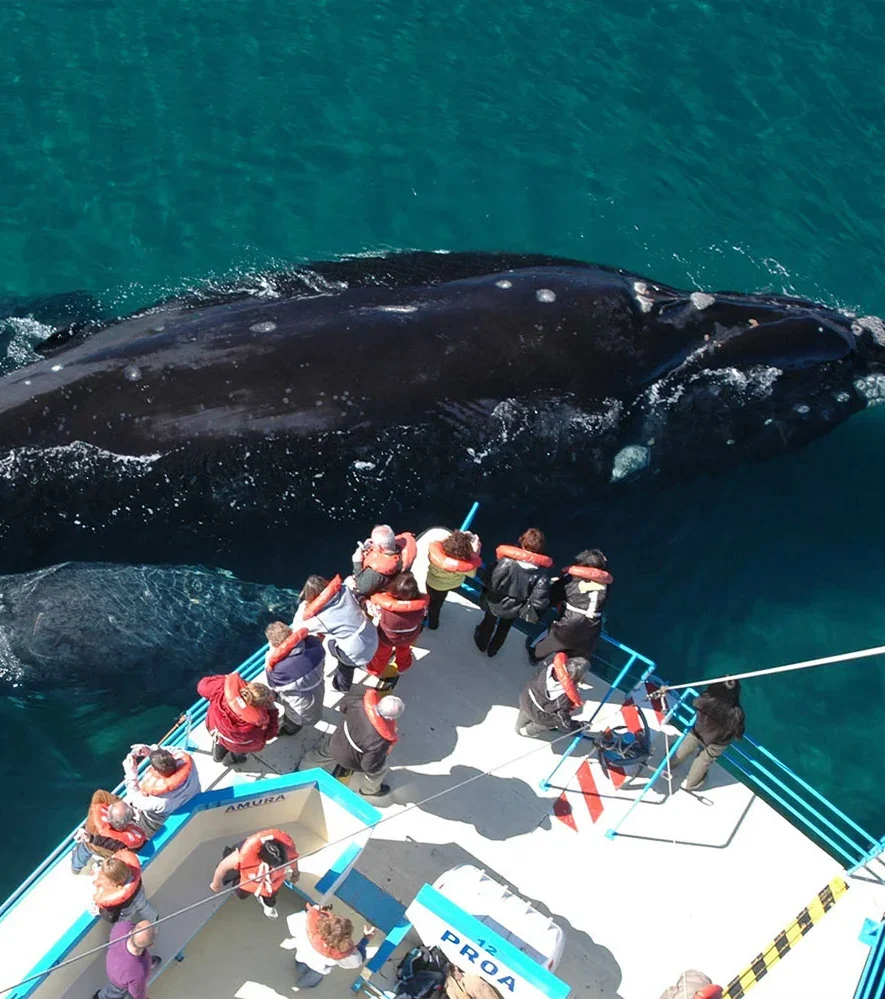 Peninsula Valdes, Land of the Whales