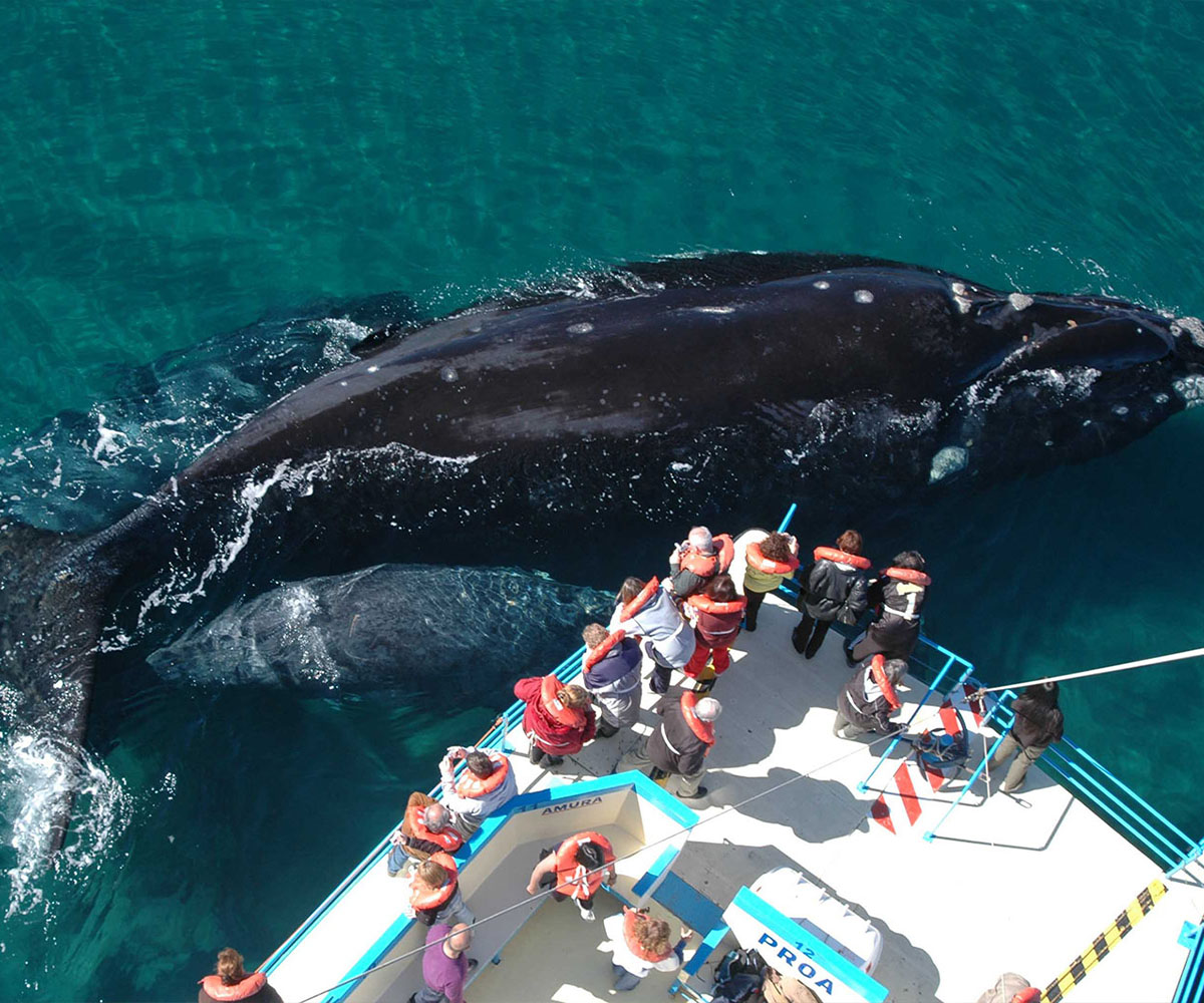 Among Glaciers, Penguins and Whales