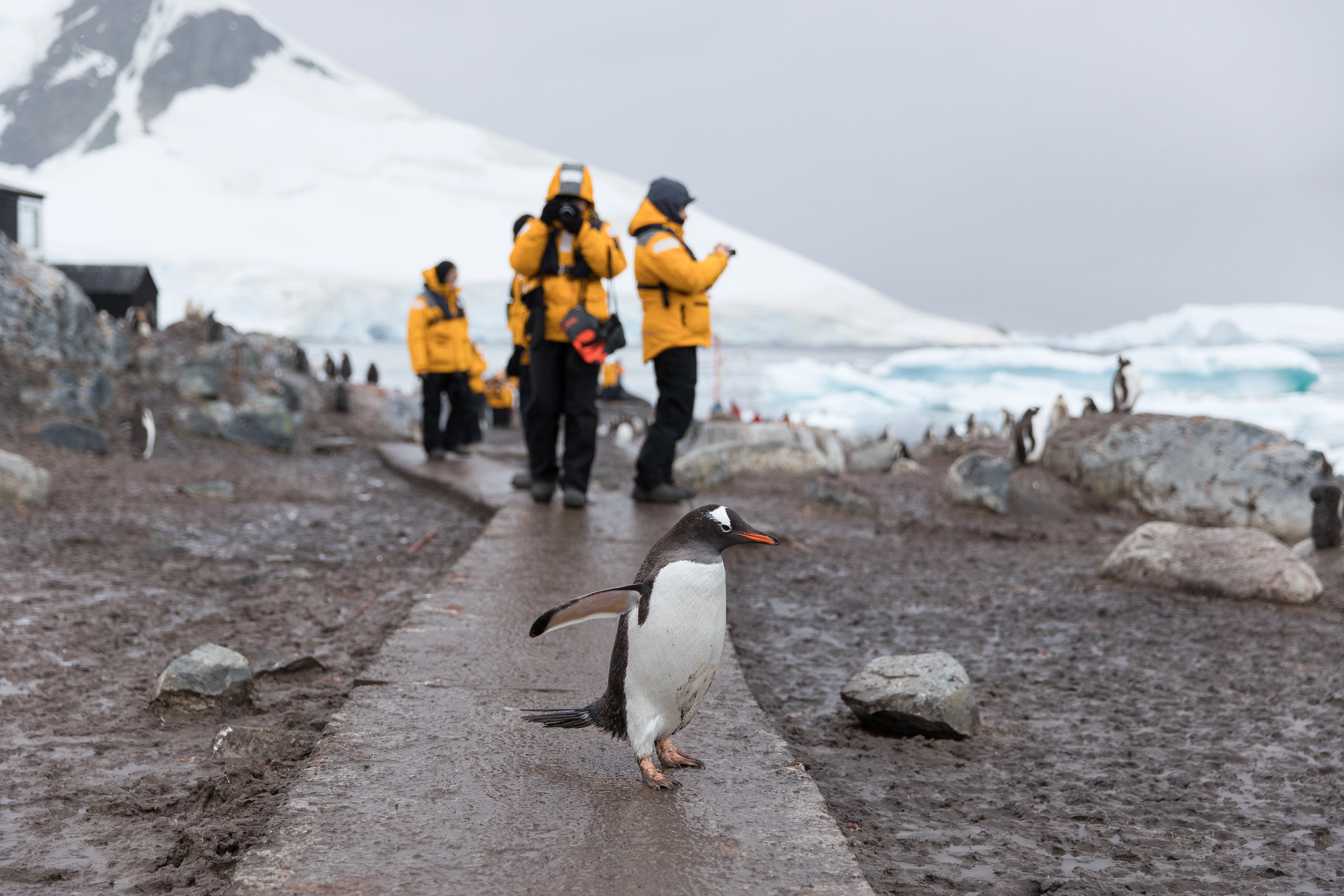 Ushuaia, Penguins at the End of the World  