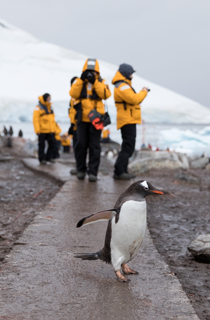 Ushuaia, Penguins at the End of the World  