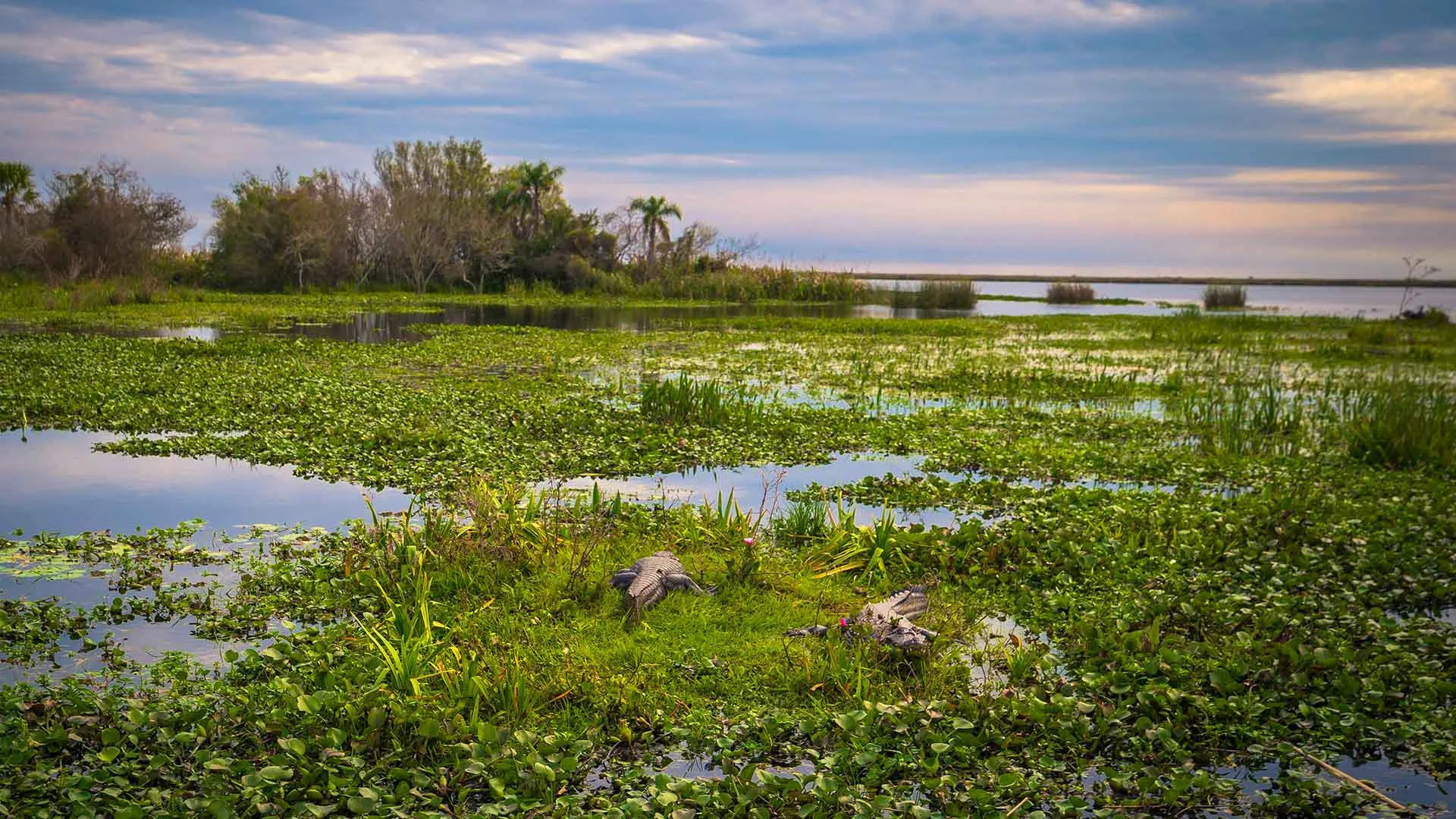 Iberá: In Search of the Great Dorado