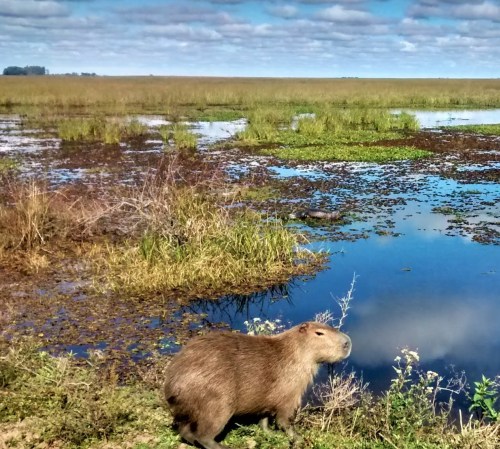 Between Capybaras and Yacares