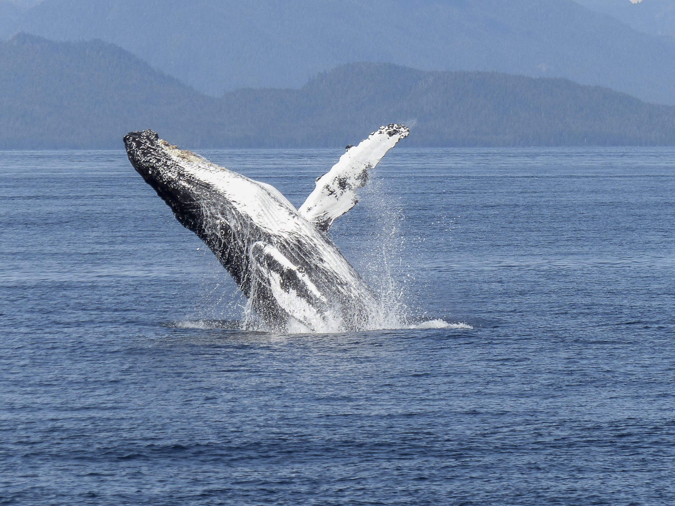 Tango and Whales