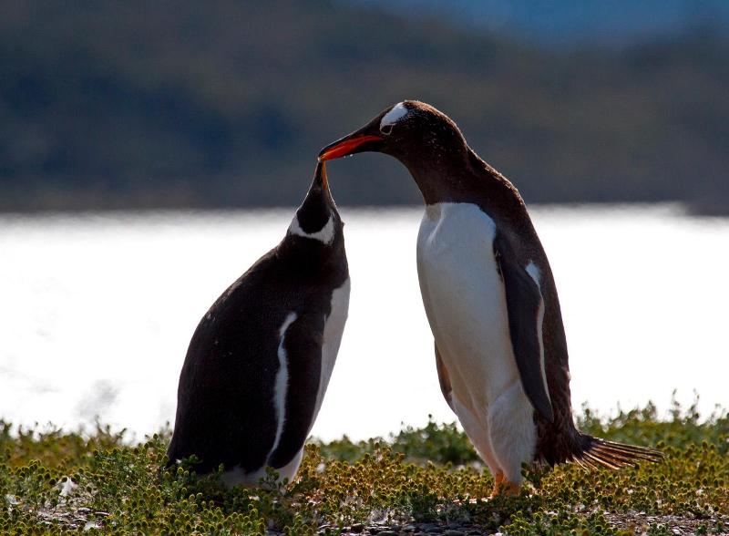 Among Glaciers and Penguins at the End of the World