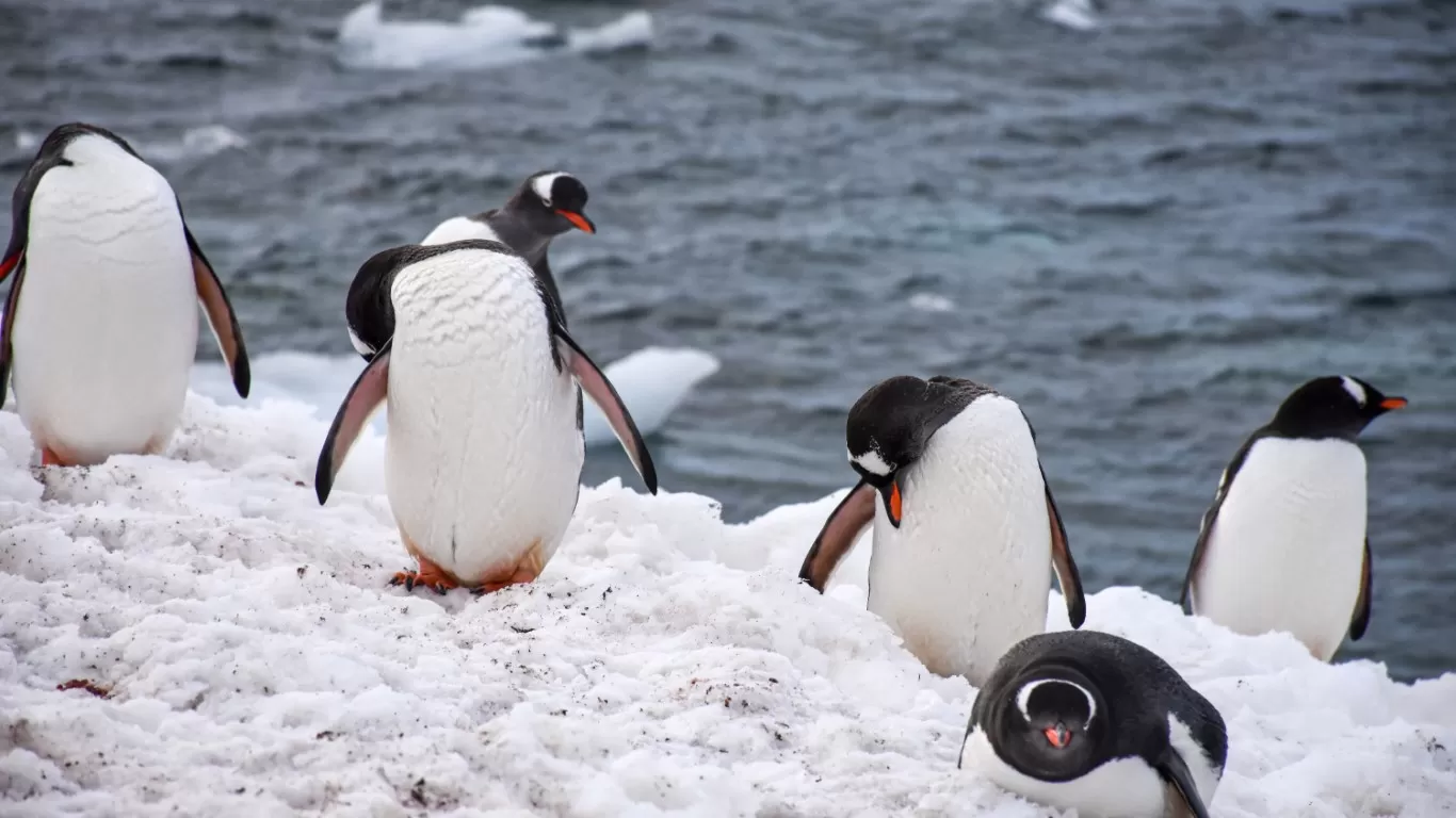 Tango and Penguins of the End of the World