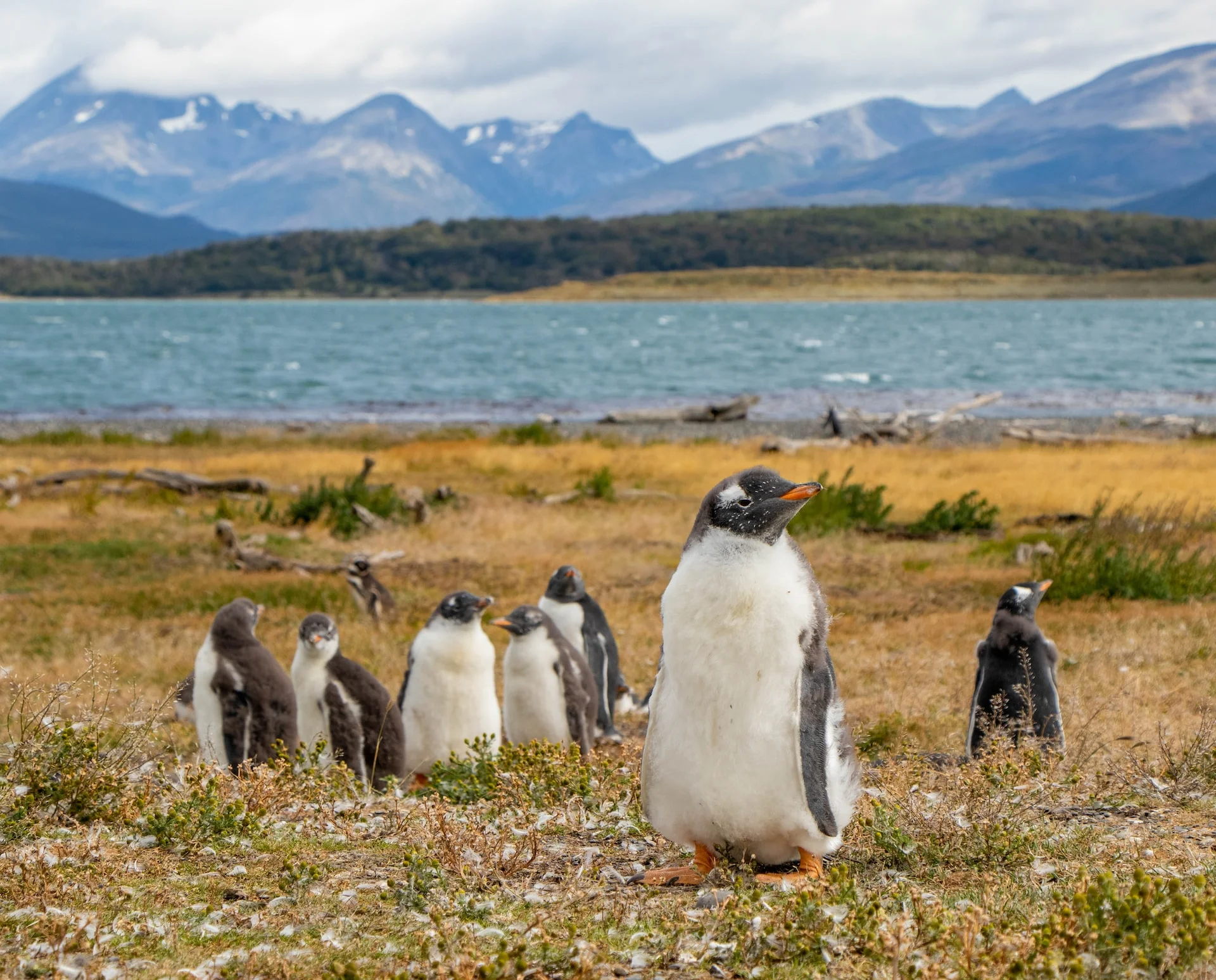 Ushuaia, Penguins at the End of the World  