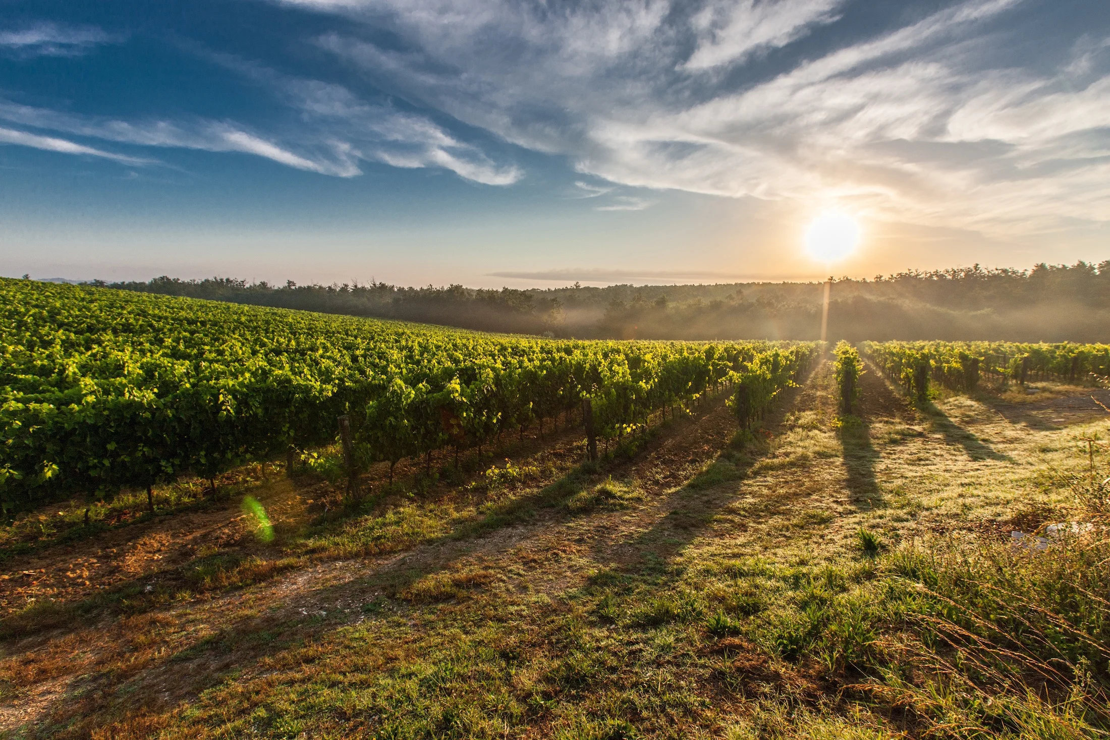 Los Caminos del Vino